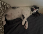 Кошки в Москве: Котята Мальчик, Бесплатно - фото 5