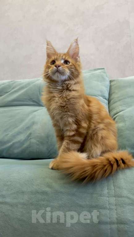 Кошки в Иркутске: Котенку мейн-кун, мальчик Мальчик, 40 000 руб. - фото 3