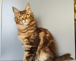 Кошки в Москве: Котенок Мейн-Кун Девочка Девочка, 45 000 руб. - фото 4