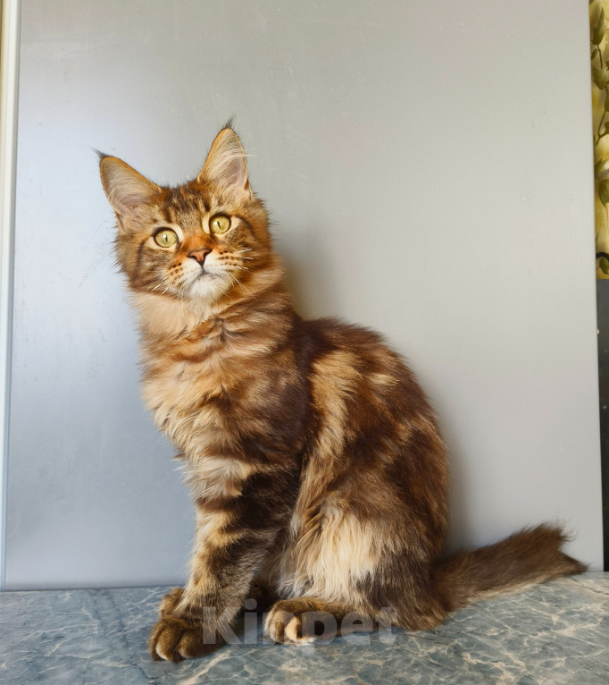 Кошки в Москве: Котенок Мейн-Кун Девочка Девочка, 45 000 руб. - фото 4