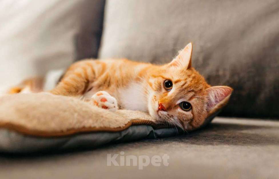 Кошки в Москве: котенок Эль ищет дом Мальчик, Бесплатно - фото 5