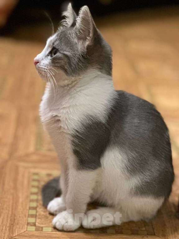 Кошки в Москве: Котята из леса в добрые руки Девочка, 1 руб. - фото 7