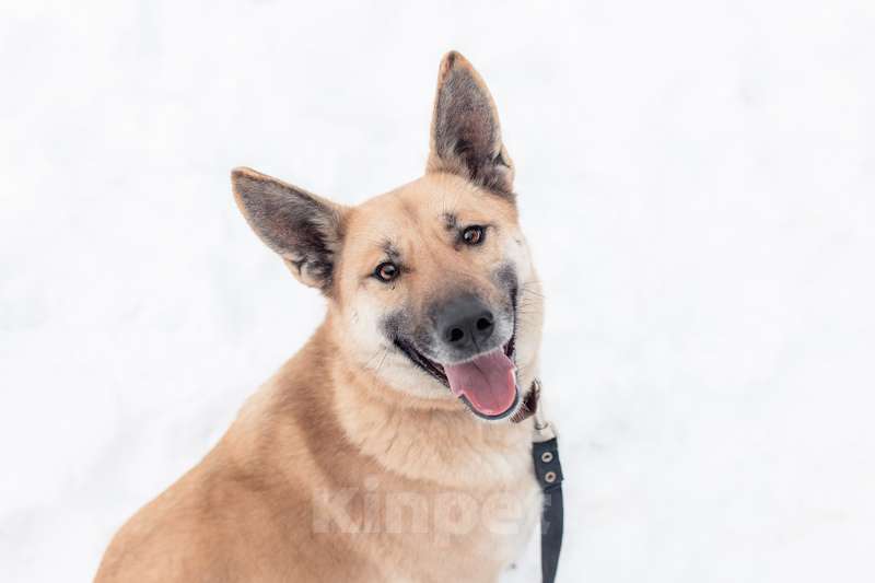Собаки в Москве: Ласковая, послушная и добрая Уна в добрые руки Девочка, Бесплатно - фото 5