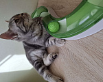 Кошки в Санкт-Петербурге: Продажа американских короткошерстных котят Девочка, 70 000 руб. - фото 3
