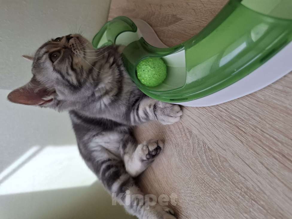 Кошки в Санкт-Петербурге: Продажа американских короткошерстных котят Девочка, 70 000 руб. - фото 3