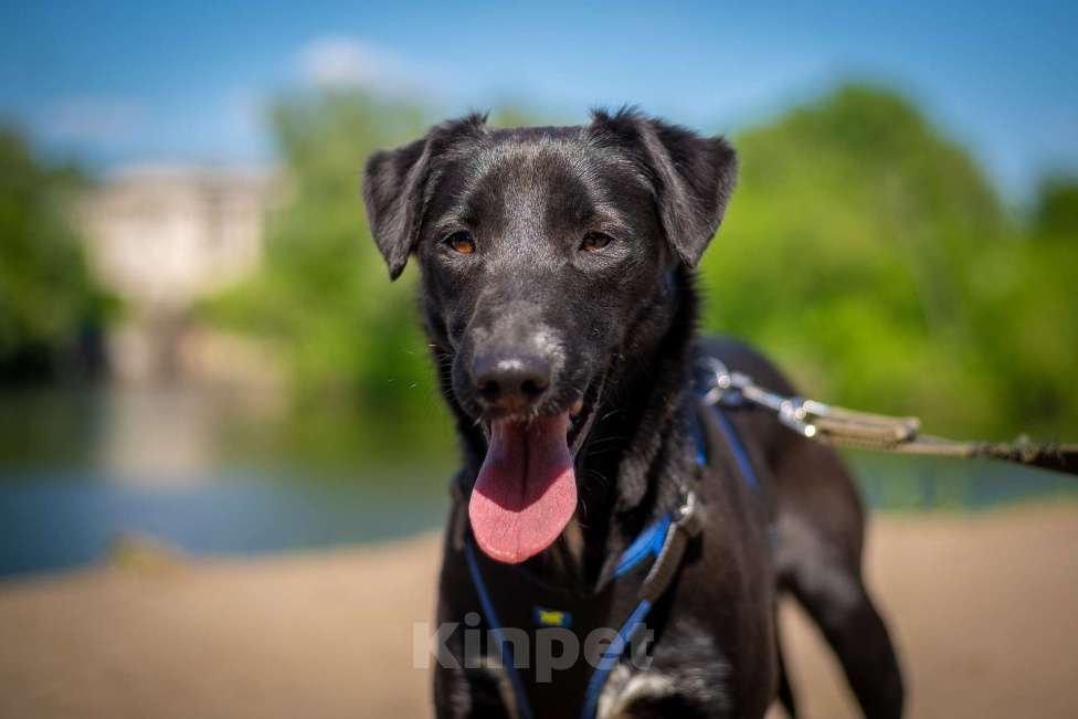 Собаки в Москве: Очаровательная миниатюрная Дея Девочка, Бесплатно - фото 4