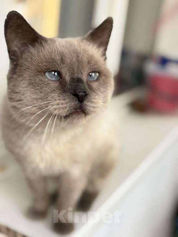 Кошки в Москве: Тайский голубоглазый котик срочно ищет дом Мальчик, Бесплатно - фото 2