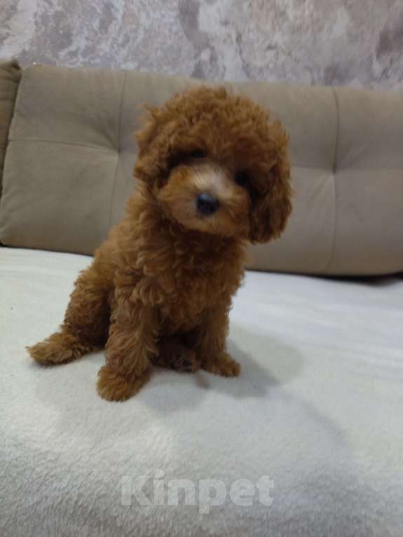 Собаки в Ковровом: Девочка той пудель Девочка, 80 000 руб. - фото 3