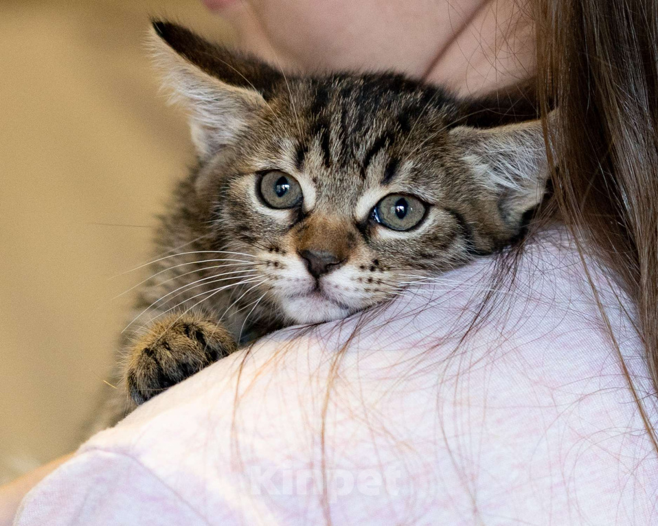 Кошки в Москве: Котёнок в добрые руки! Мальчик, Бесплатно - фото 1