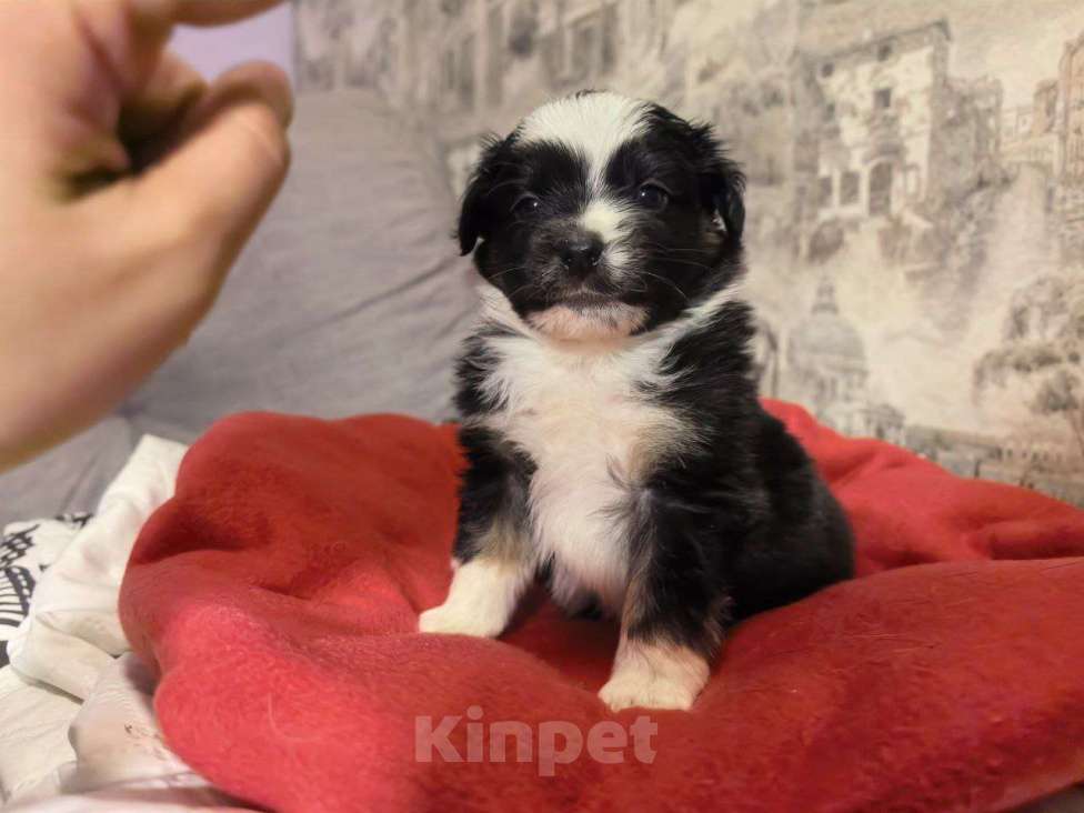 Собаки в Санкт-Петербурге: Щенок миниатюрной американской овчарки(мини аусси)- девочка Шамена Девочка, 80 000 руб. - фото 1