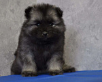 Собаки в Новосибирске: Вольфшпиц от титулованных родителей Мальчик, 60 000 руб. - фото 2