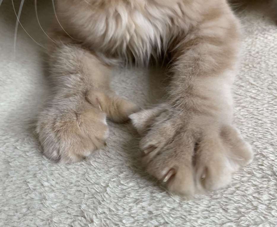 Кошки в Дмитрове: Кремовая девочка полидакт Patrisia Девочка, 30 000 руб. - фото 2