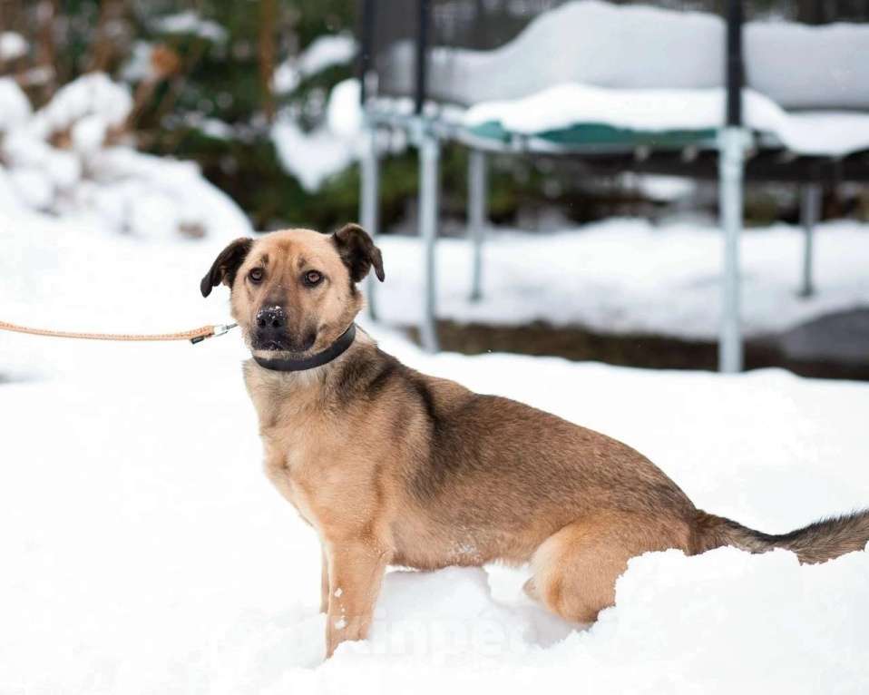 Собаки в Санкт-Петербурге: Семейный пёс небольшого размера Мальчик, Бесплатно - фото 1