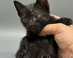 Кошки в Новочеркасске: Кошечка в добрые руки Девочка, Бесплатно - фото 1