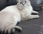 Кошки в Яранске: Шотландский кот вязка, 1 500 руб. - фото 1