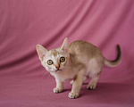 Кошки в Ливны: котята, 40 000 руб. - фото 3