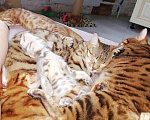 Кошки в Называевске: Бенгальские подарочки. 3 месяца., 15 000 руб. - фото 8