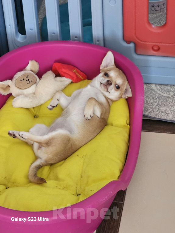 Собаки в других городах Челябинской области: Нежная рыжулька Девочка, 70 000 руб. - фото 3