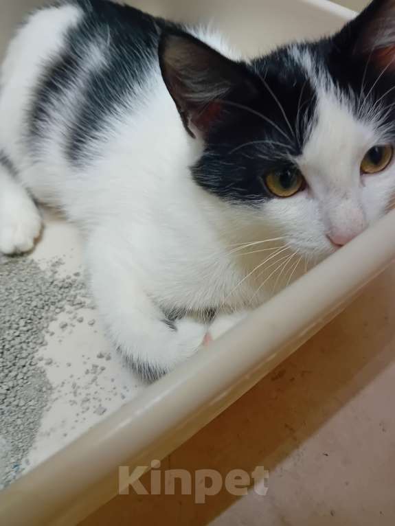 Кошки в Самаре: Чудесный наидобрейший котейка Мальчик, Бесплатно - фото 4