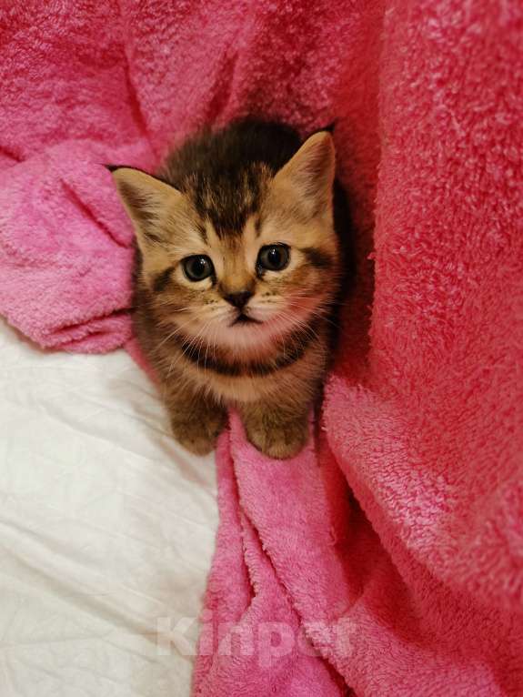 Кошки в Чебоксарах: Лапочка девочка Девочка, Бесплатно - фото 3