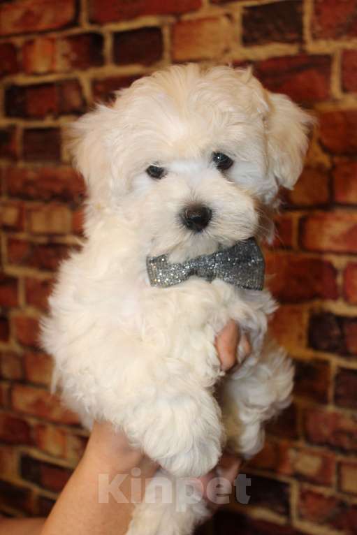 Собаки в Люберцах: ЩЕНОК МАЛЬТИПУ Мальчик, Бесплатно - фото 4