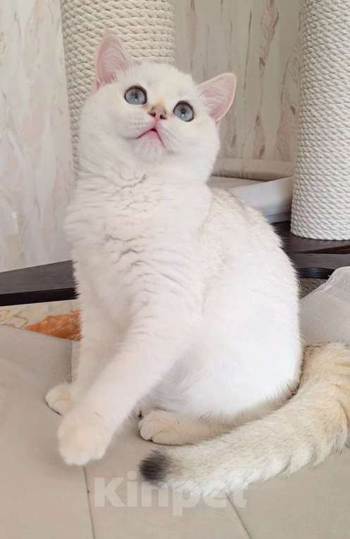 Кошки в Москве: Raffaella SFS 71 ny 1233 Девочка, 65 000 руб. - фото 2