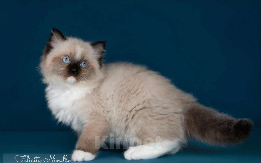 Кошки в Москве: Рэгдолл котята  Мальчик, 120 000 руб. - фото 1