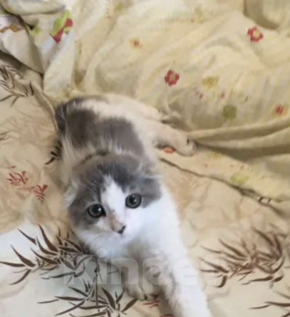 Кошки в Избербаше: Котенок в добрые руки 🙏 Девочка, Бесплатно - фото 1