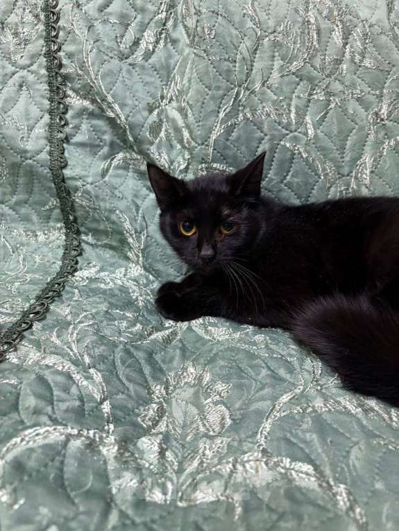 Кошки в Москве: Молоденькая кошечка ищет дом Девочка, Бесплатно - фото 3