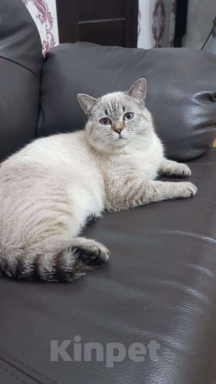 Кошки в Яранске: Шотландский кот вязка, 1 500 руб. - фото 1
