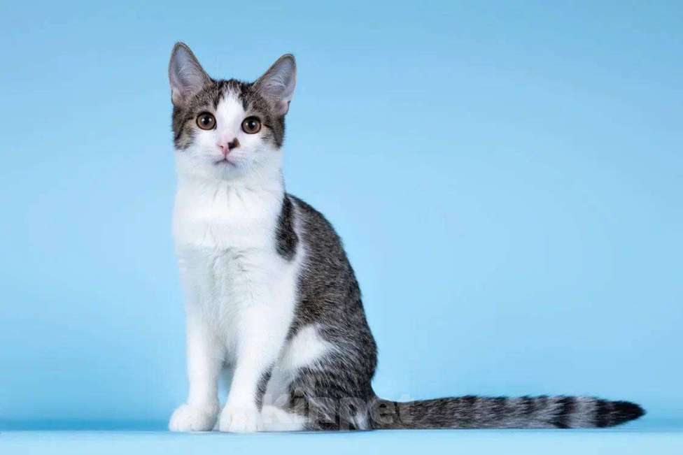 Кошки в Москве: Клёпа в добрые руки. Девочка, Бесплатно - фото 4