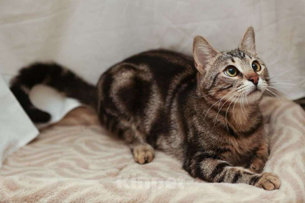 Кошки в Москве: Восьмимесячный метис бенгала Лео ищет дом! Мальчик, Бесплатно - фото 2