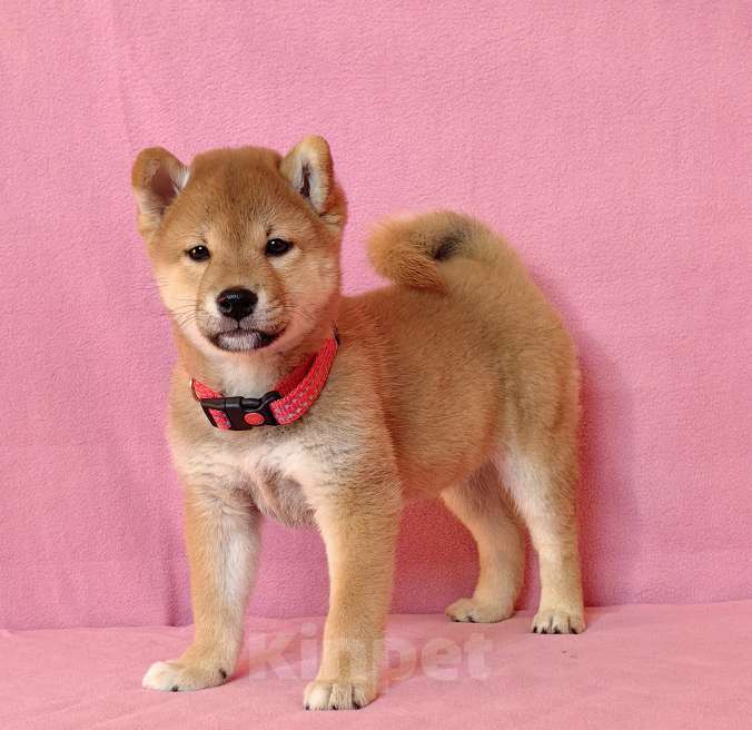 Собаки в Москве: Сиба ину. Мальчик. Мальчик, 50 000 руб. - фото 1