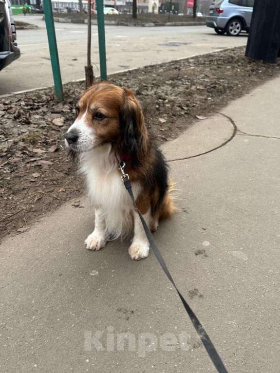 Собаки в Москве: Мальчик для вязки  Мальчик, Бесплатно - фото 2