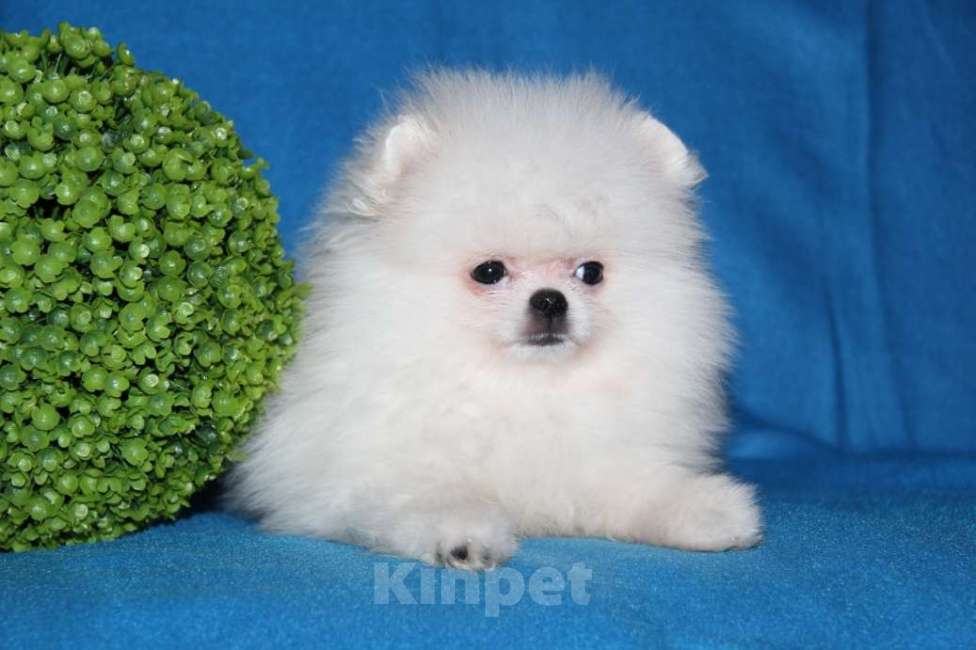 Собаки в Москве: Померанский  шпиц      Девочка  Мини Девочка, 25 000 руб. - фото 2