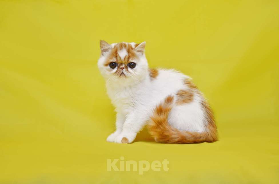 Кошки в Москве: Красотка Девочка, Бесплатно - фото 3