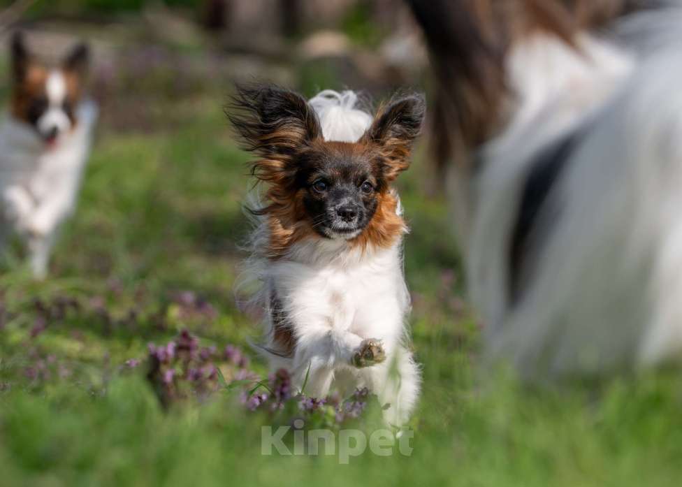 Собаки в Новороссийске: Продам щенка папийона (папильона) Мальчик, 60 000 руб. - фото 1