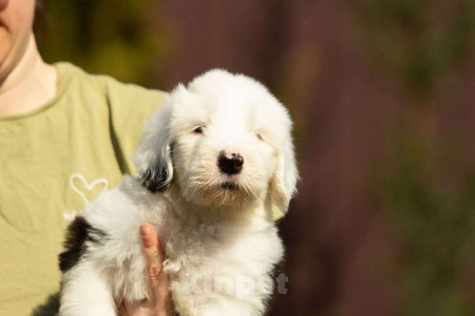 Собаки в других городах Московской области: Щенок бобтейла / староанглийской овчарки Мальчик, 100 000 руб. - фото 4