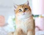 Кошки в Владивостоке: Очаровательная британская девочка Девочка, 60 000 руб. - фото 3