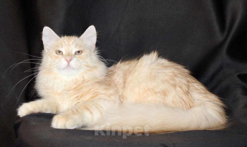 Кошки в Тюмени: Сибирский котёнок Мальчик, 35 000 руб. - фото 4