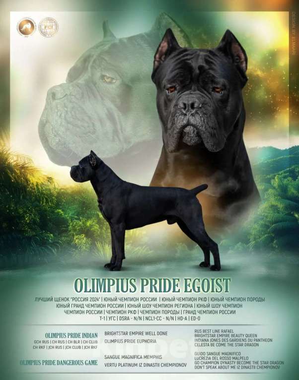 Собаки в других городах Крыма: Щенки Кане Корсо Мальчик, 80 000 руб. - фото 6