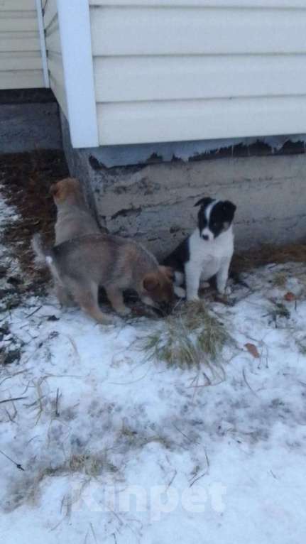 Собаки в Мыске: Щенок лайки Девочка, 800 руб. - фото 9