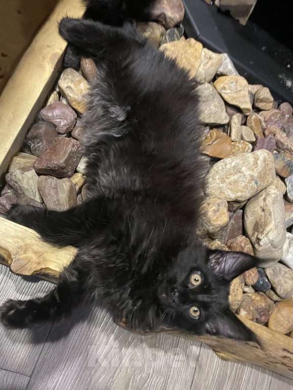 Кошки в других городах Приморского края: Шикарные котята Мальчик, 20 000 руб. - фото 9