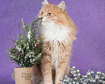Кошки в Москве: Пушистый рыжий кот Ханни в добрые руки Мальчик, 1 руб. - фото 8
