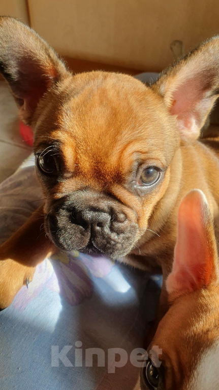 Собаки в Москве: Замечательный мальчик Мальчик, 70 000 руб. - фото 7