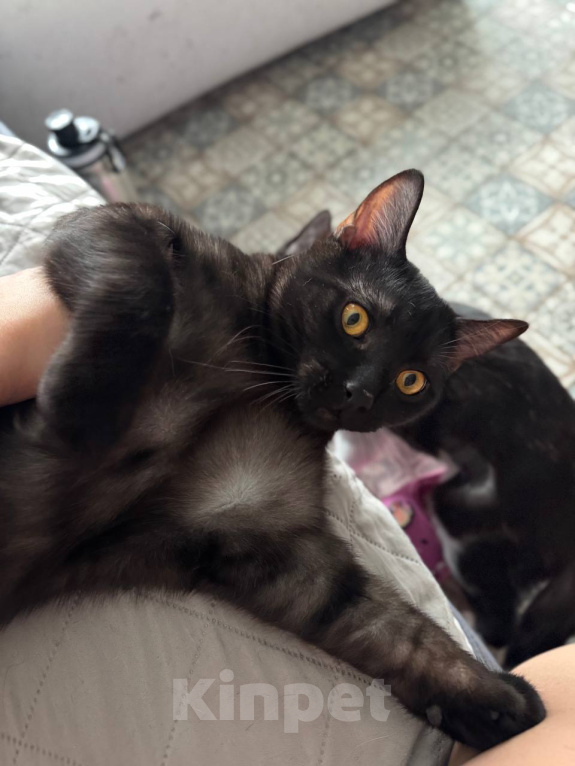 Кошки в Королеве: котенок Шмель ищет дом Девочка, Бесплатно - фото 4