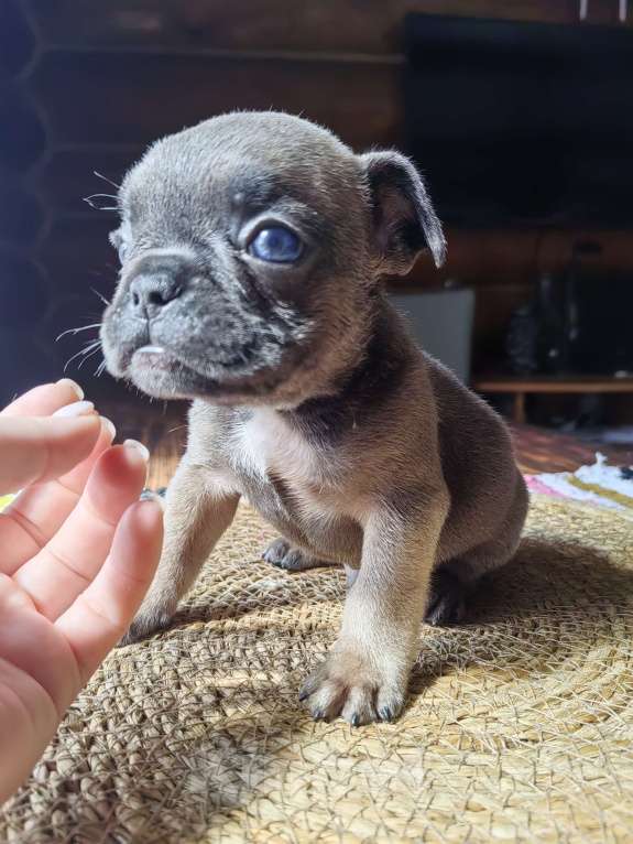Собаки в Москве: Французский бульдог мальчик голубых кровей  Мальчик, 40 000 руб. - фото 3