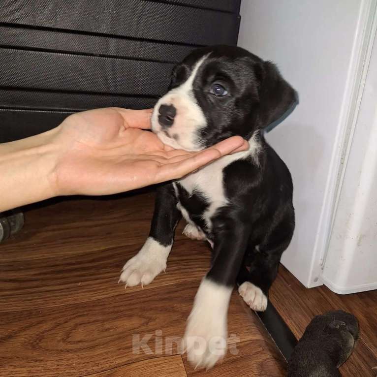 Собаки в Ростове-на-Дону: Щенок  Девочка, Бесплатно - фото 5