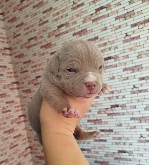 Мальчик американский булли