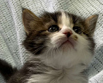 Кошки в Ногинске: Котенок мальчик в добрые руки Мальчик, Бесплатно - фото 4